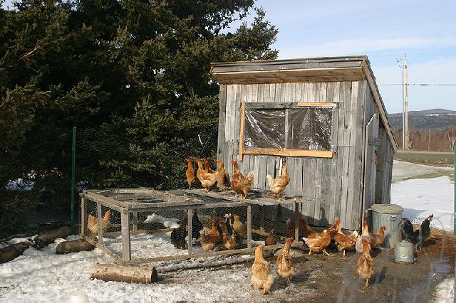 Simple Homemade Chicken Coop Home made chicken coop