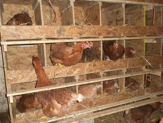 Chicken Coops Nesting Boxes
