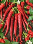 hot-red-pepper