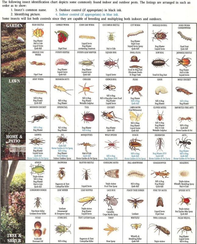 insect-identification-chart | Town & Country Gardening