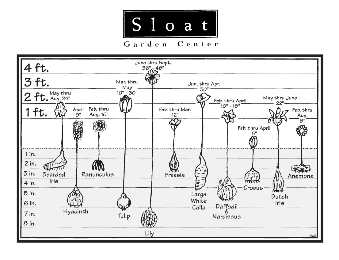 Fall Bulb Planting Chart