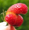 Sexy Strawberry