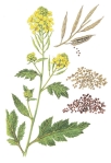 mustard plant-seeds