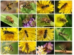 hover fly poster
