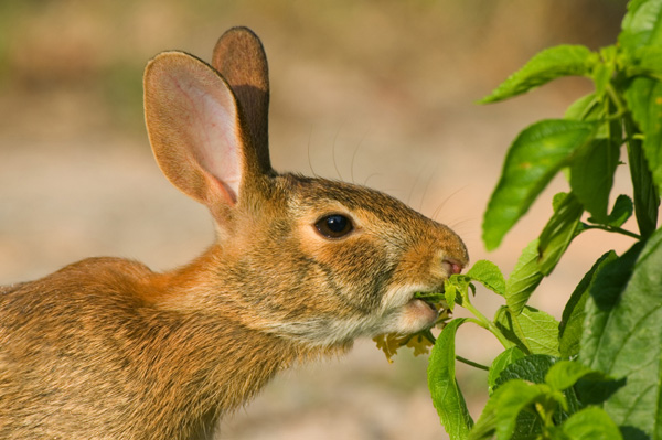 rabbit eating pepper plant