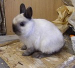 dwarft rabbit