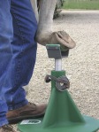hoof trimming stand