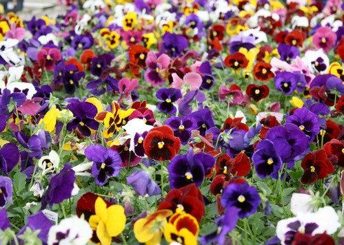 Image result for pansies